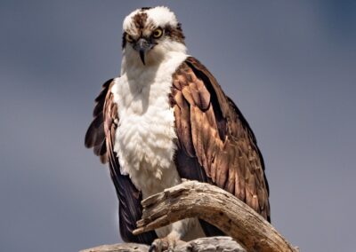 Angry Osprey
